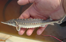 Baby sturgeon image