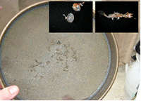 Image of prey items found in samples