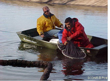 Image of crew removing elvers from net<