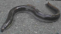 American Eel