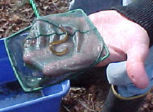 Image of elver (baby eel)