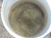 Image of elvers (baby eels) captured in fyke net.