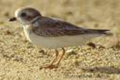 Piping plover, Charadruis melodus