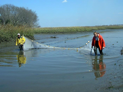 Seining in Market Creek