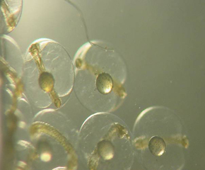 Developing fish eggs