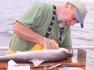 Measuring a Shark