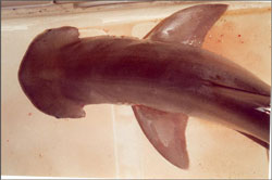 Bonnethead Shark