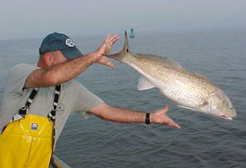 Releasing Red Drum