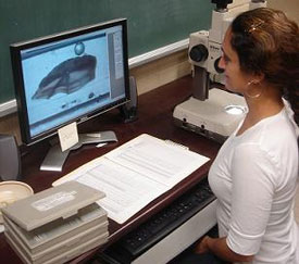 Gina Reading Otoliths from Computer Monitor