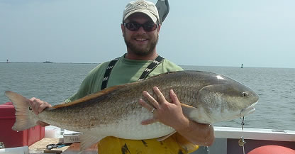 Large Red Drum Fish