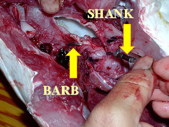Dissected Fish showing a gut hook