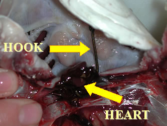 Fish - cut open and displaying heart pierced with hook