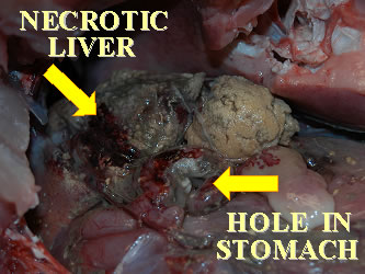 Dissected Fish with necrotic liver