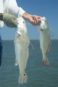 Red Drum Fish