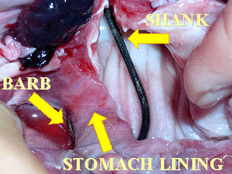 Dissected Fish showing where