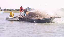 Planting oyster shells