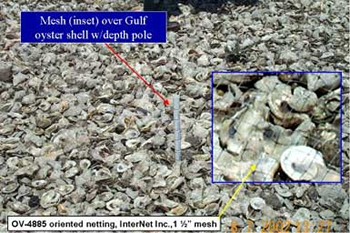 Depth poles used to measure success of shell retention by overlying mesh