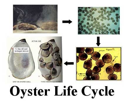 Life cycle of the oyster
