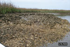 Oyster reef in early stages of damage