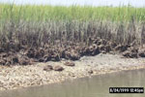 Oyster reef destroyed and marsh grass eroding