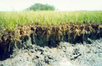 Severe marsh grass erosion