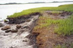 Marsh grass erosion