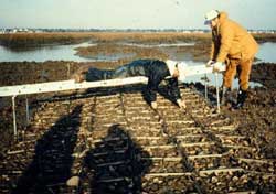 Experimental oyster reef constructed of trays filled with shell