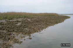 Fringing oyster reef on tidal creek