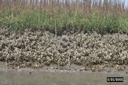Closeup of fringing oyster reef