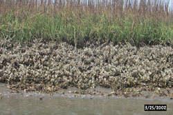 Closeup of fringing oyster reef