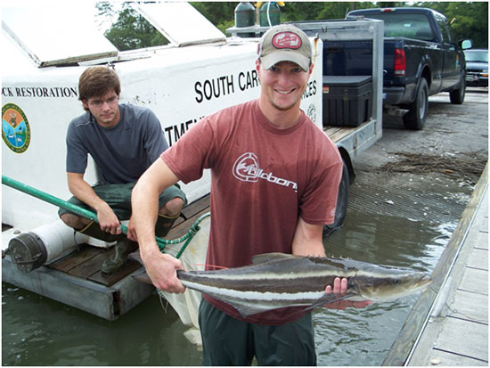 Cobia - Finfish