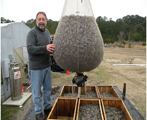 Shrimp harvesting