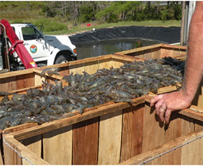 Shrimp in transportation