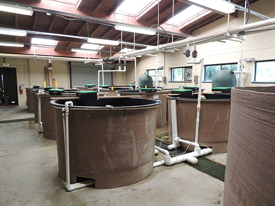 Tanks for Seafood Production