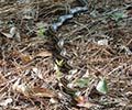 Photograph of Wildlife at the Waddell Mariculture Center - Eastern Ribbon Snake (Thamnophis sauritus)