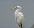 Photograph of Wildlife at the Waddell Mariculture Center - Great Egret (Ardea alba)