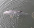 Photograph of Wildlife at the Waddell Mariculture Center - Bottlenose dolphin (Tursiops)