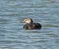 Photograph of Wildlife at the Waddell Mariculture Center