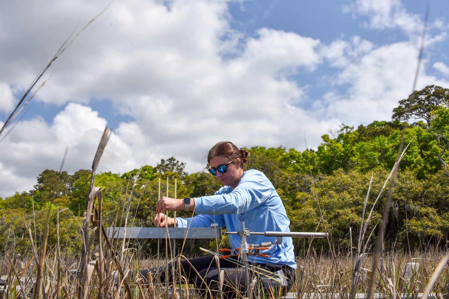 A biologist studies vegetation in the marsh