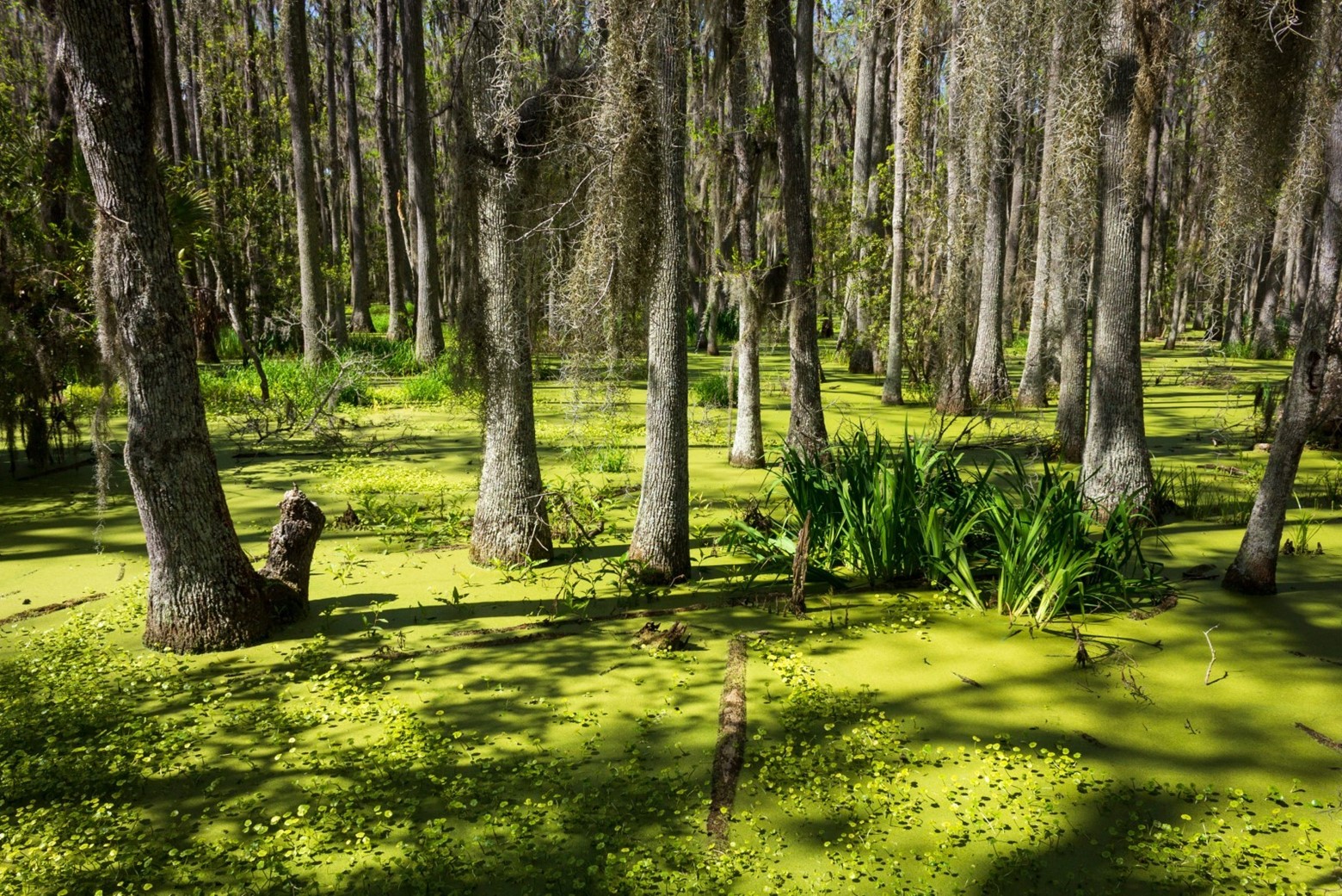 South Carolina Wetlands