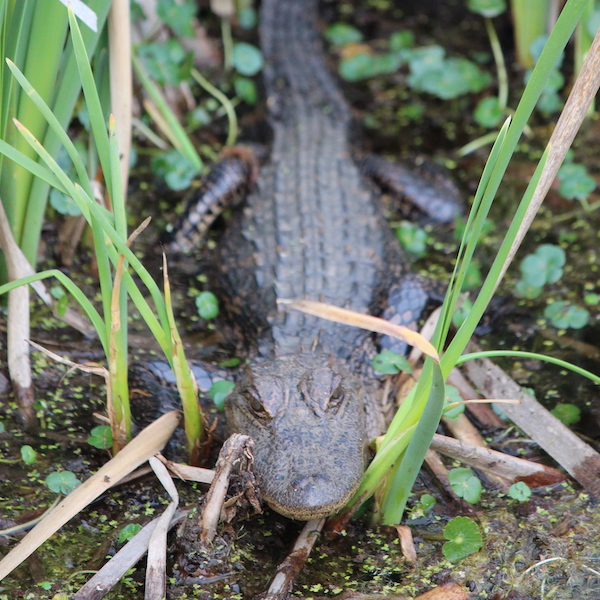 American alligator in a swamp