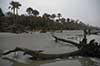 Map Number 4-2, Capers Island Heritage Preserve - Photograph by Phillip Jones