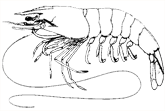 Adult - Shrimp