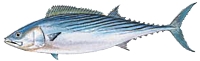 Atlantic bonito Atlantic bonito