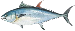 Bluefin Tuna