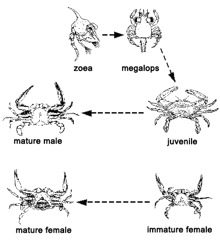 Blue Crab Life Cycle Diagram