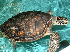 Green seat turtle - photographer Barbara Bergwerf