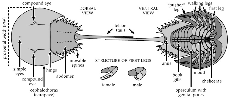Horseshoe crab anatomy Horseshoe crab anatomy