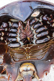 Underside of a male horseshoe crab Underside of a male horseshoe crab