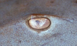 Horseshoe crab compound eye Horseshoe crab compound eye